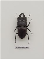 藏品(扁鍬形蟲)的圖片